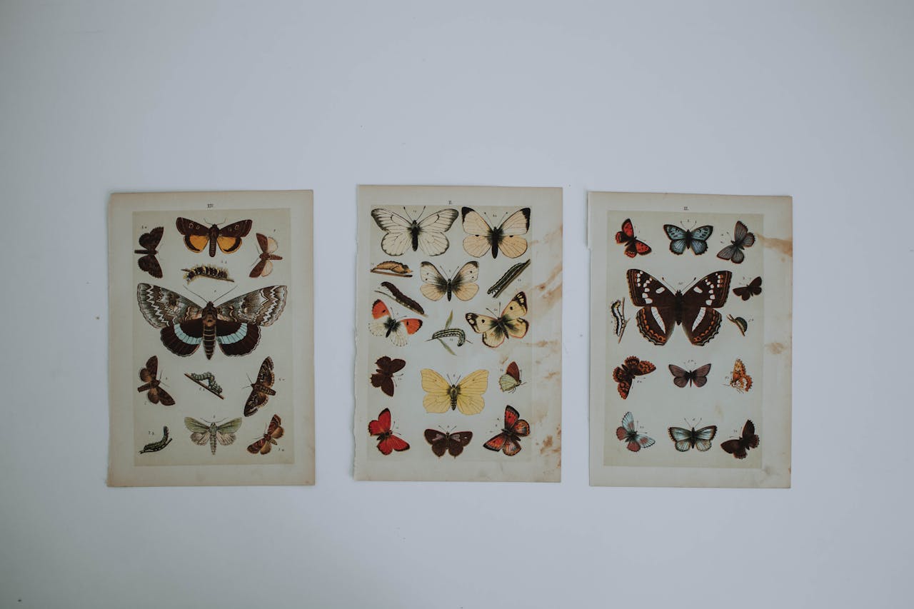Three vintage butterfly specimen prints showcasing diverse butterfly species in artistic arrangements.